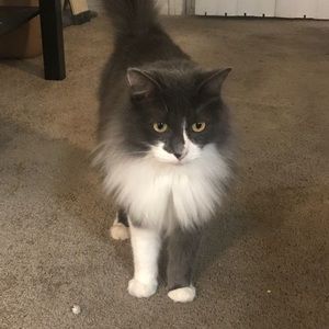 Meet your Posher, Iris